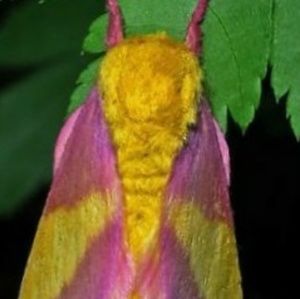 Meet your Posher, Morgan